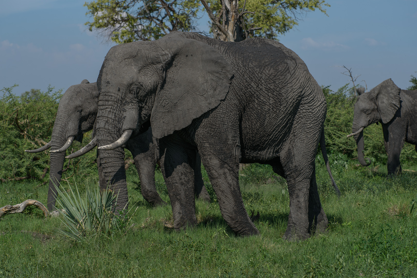 There are many elephants around the camp