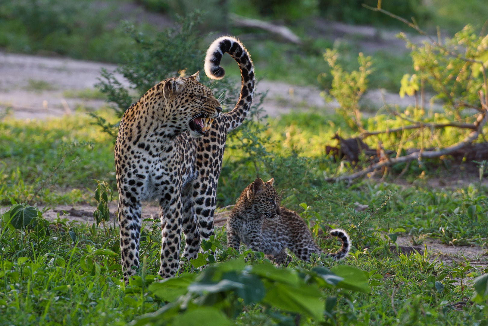 Female leopard with young cub