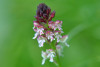 MOO_0165a