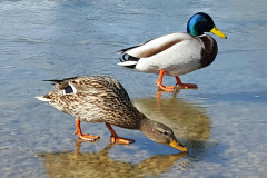 AET_0004_Enten_r