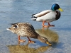 AET_0004_Enten_r