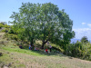 ALB_0807