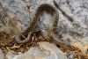 KYK_1696
