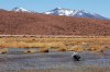 ped_0589_r