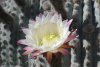 ped_0688_2_r