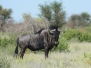 botswana02
