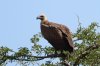 dsc_1378_1_r