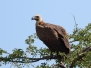 botswana04