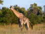 botswana08