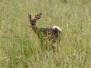 botswana10
