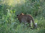 botswana11