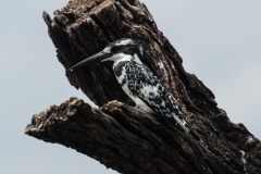 BOS_416_6299