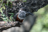 BOS_417_6088