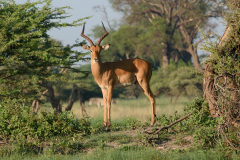 BOS_014_3536