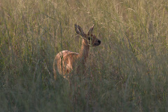 BOS_015_2527