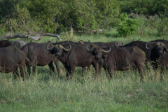 BOS_025_0443
