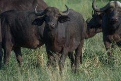 BOS_026_0472