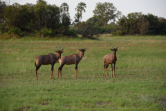 BOS_031_0367
