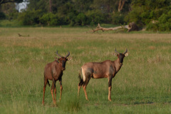 BOS_032_0381