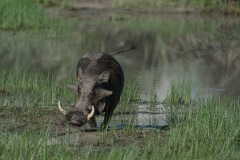BOS_086_1706