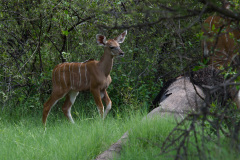 BOS_088_0046