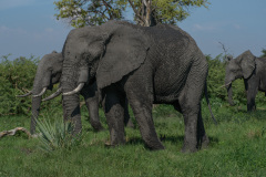 There are many elephants around the camp