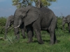 There are many elephants around the camp