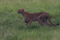 BOS_174_3388
