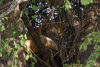 BOS_203_3961