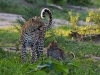 Female leopard with young cub