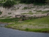 BOS_431_5996