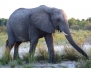botswana18