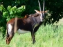 botswana20