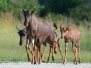 botswana21