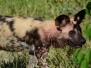 botswana29