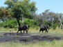botswana30
