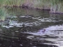 botswana31
