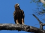 botswana33