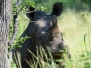 botswana39