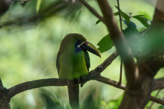 COT_005_0042