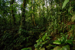 COT_028_0250