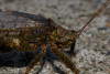 COT_031_0260