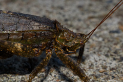 COT_031_0260