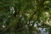 COT_036_0405
