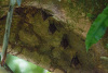 COT_037_0293