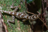 COT_041_0323