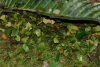 COT_042_0340