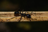 COT_044_0324