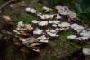 COT_068_0553