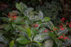 COT_069_0555
